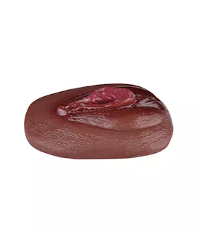 Vagina Panty Pad