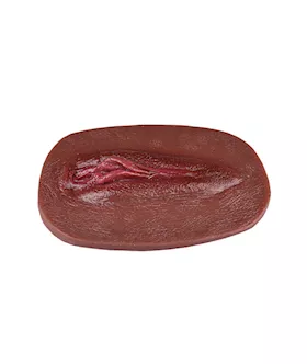 Vagina Panty Pad